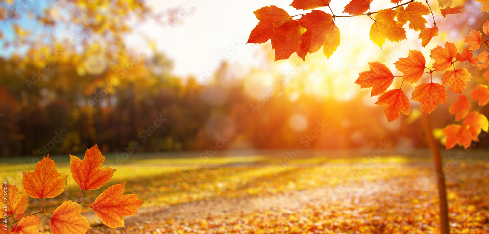 阳光下的秋叶和模糊的树木