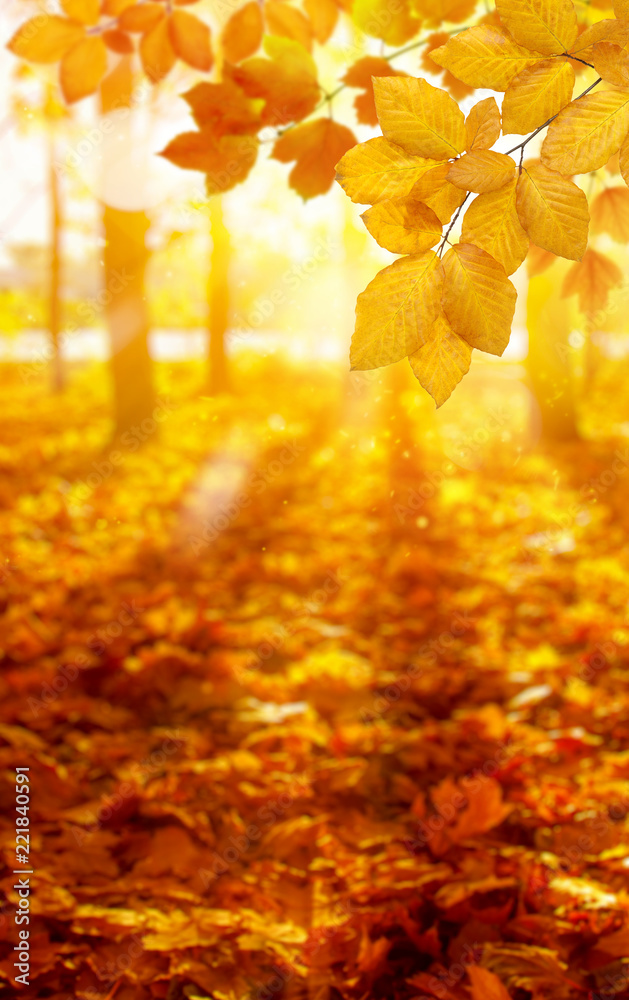 秋叶向阳。