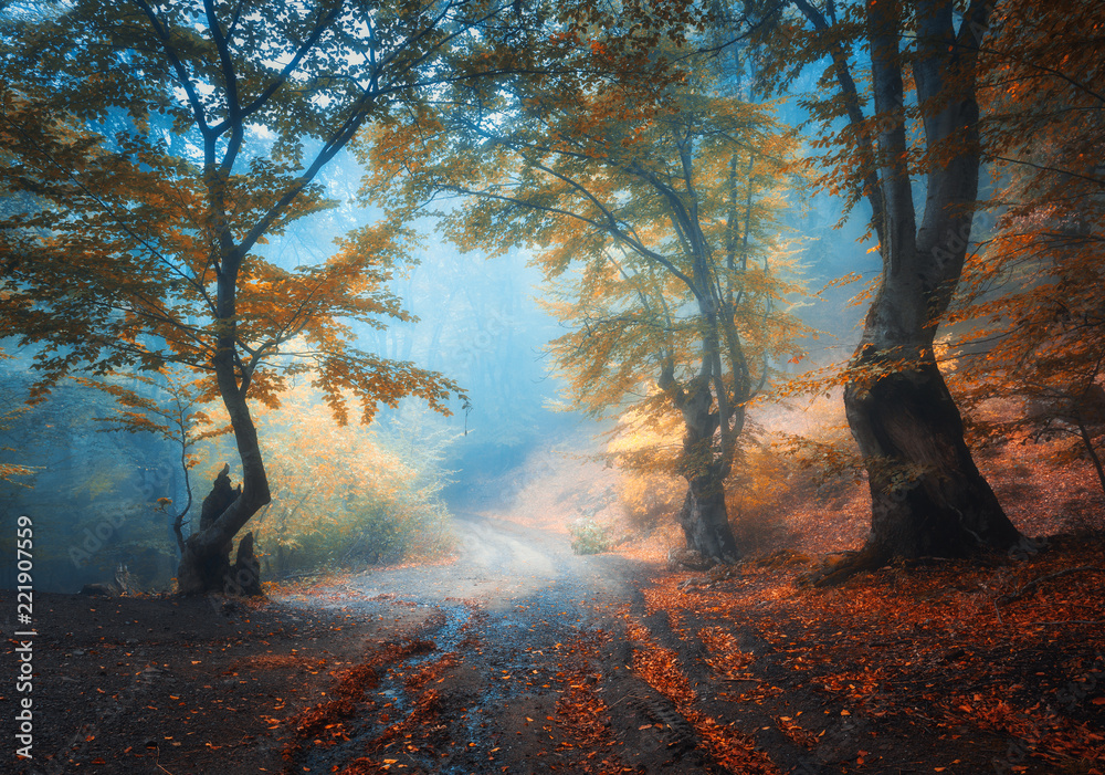 秋天的森林，雾中有肮脏的道路。五颜六色的风景，美丽的迷人的橙色树木