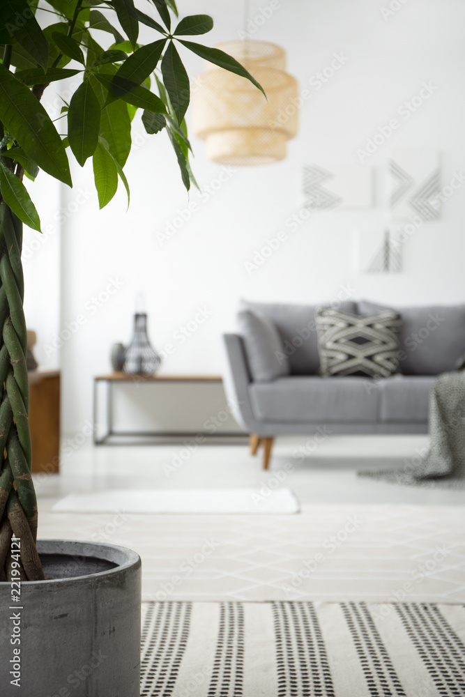 在斯堪的纳维亚客厅室内地毯上种植植物，灰色沙发和白色墙上的海报。真实照片