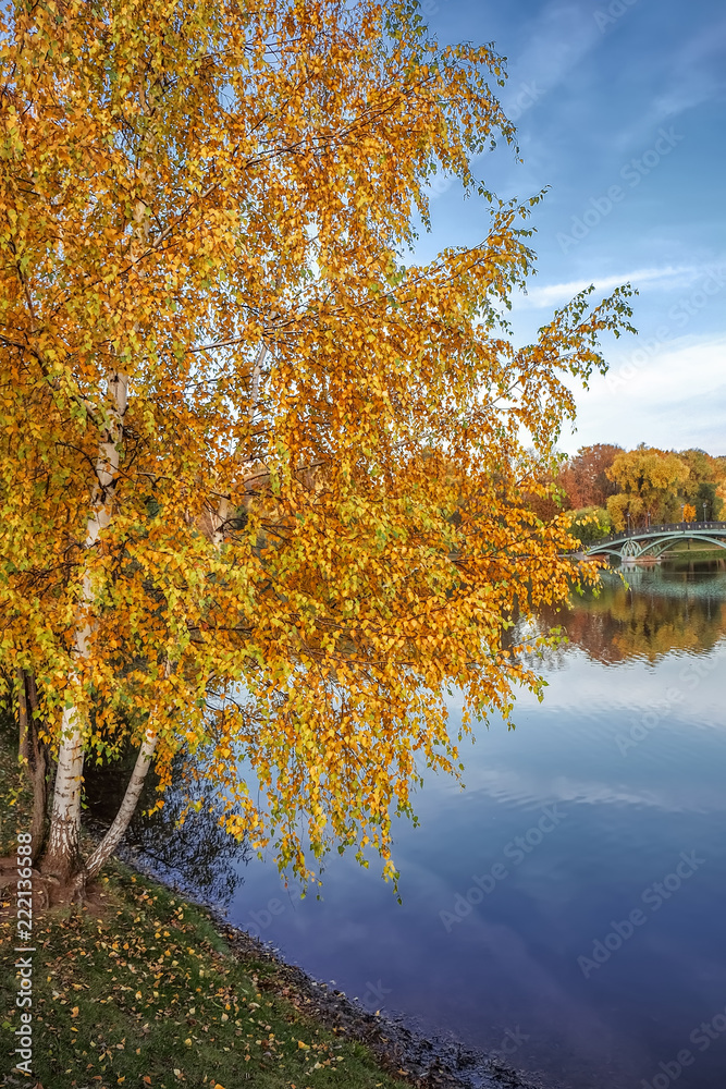 秋天的风景，水面上长着金色树叶的桦树。