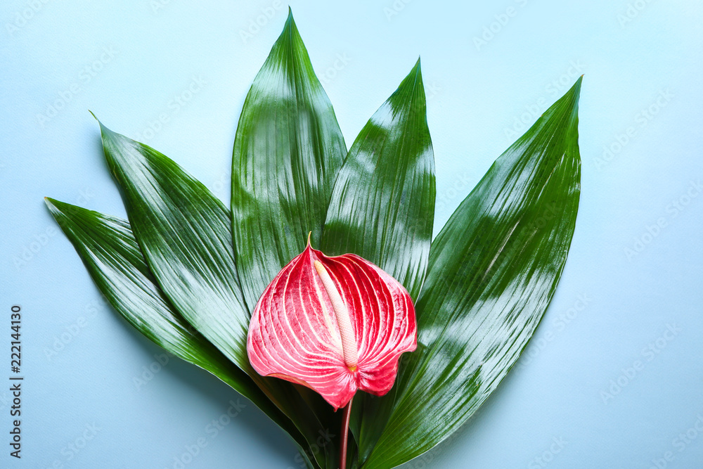 Beautiful anthurium flower and tropical leaves on color background
