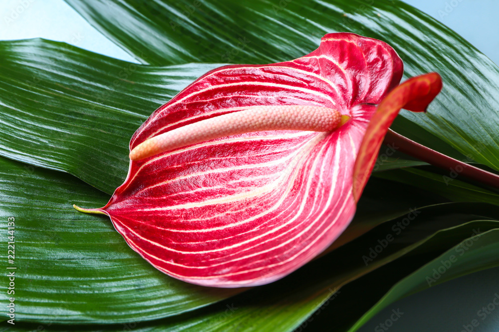 Beautiful anthurium flower and tropical leaves, closeup