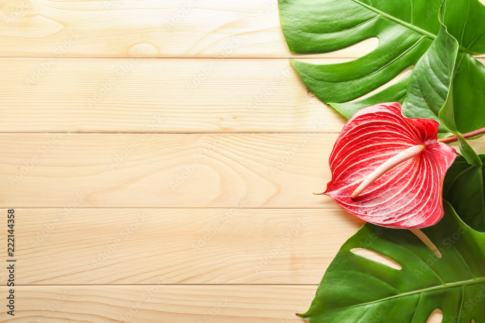 Beautiful anthurium flower and monstera leaves on wooden background