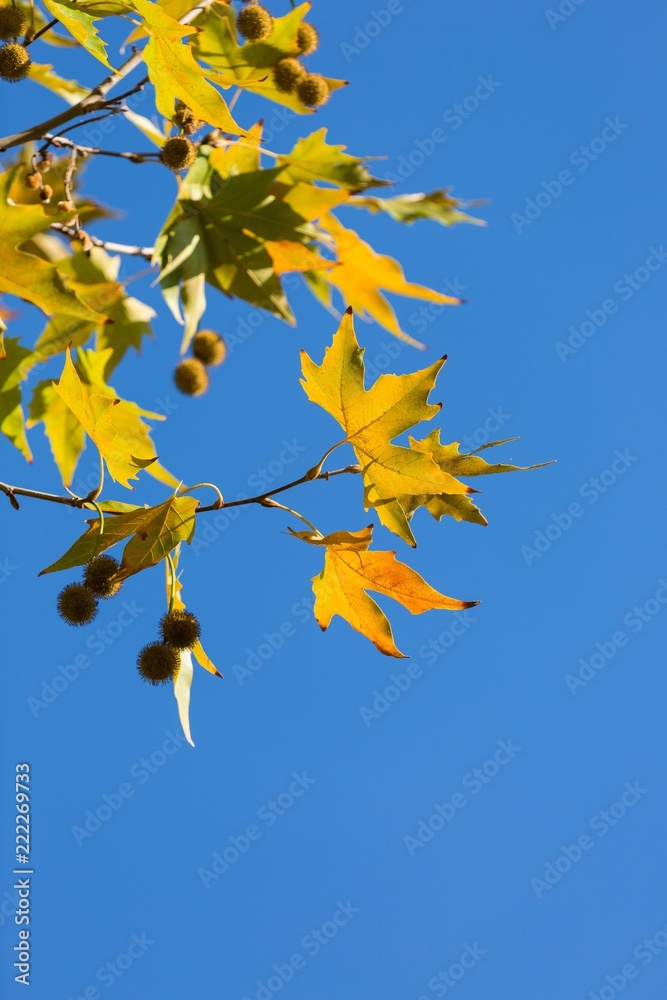 秋天的梧桐树叶和树枝上的果实都是蓝色的