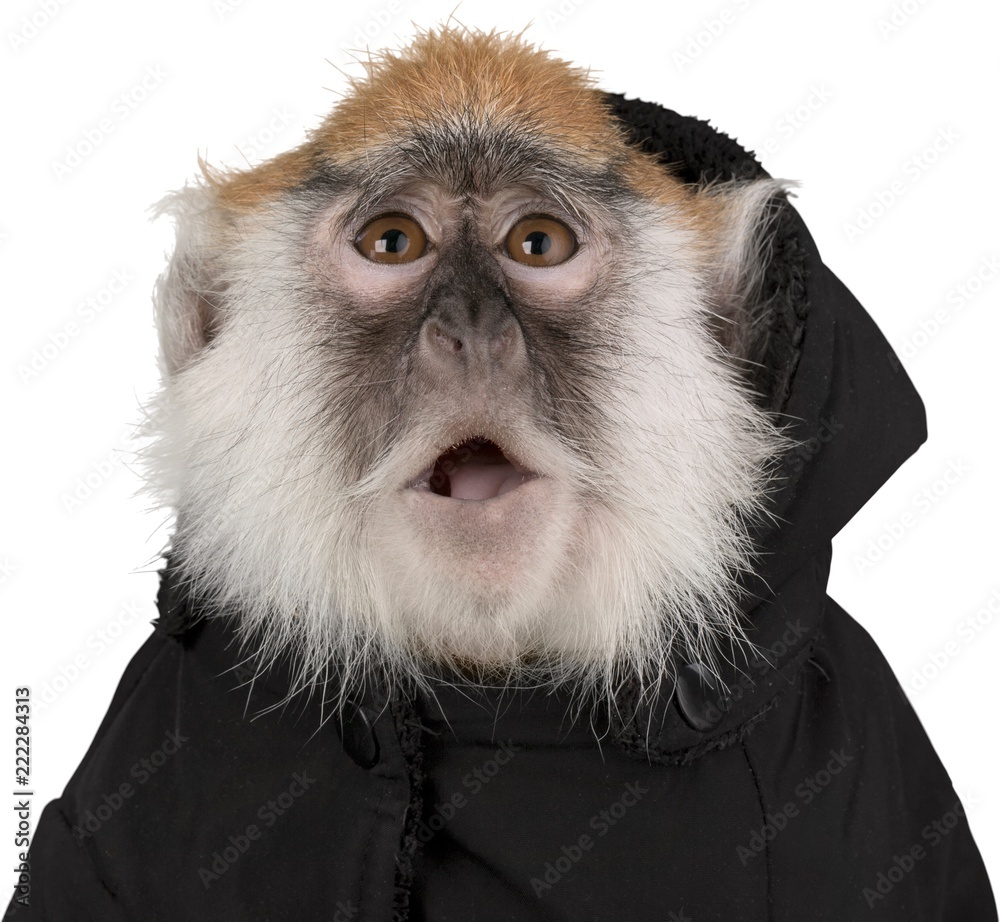 Monkey Wearing Jacket Close-up - Isolated