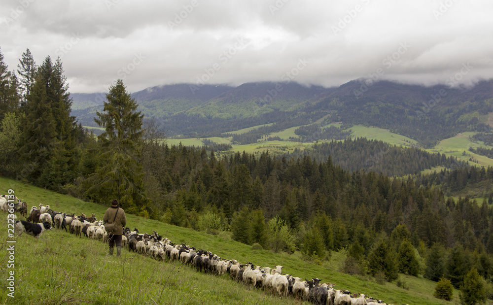 羊群靠近的自然景观