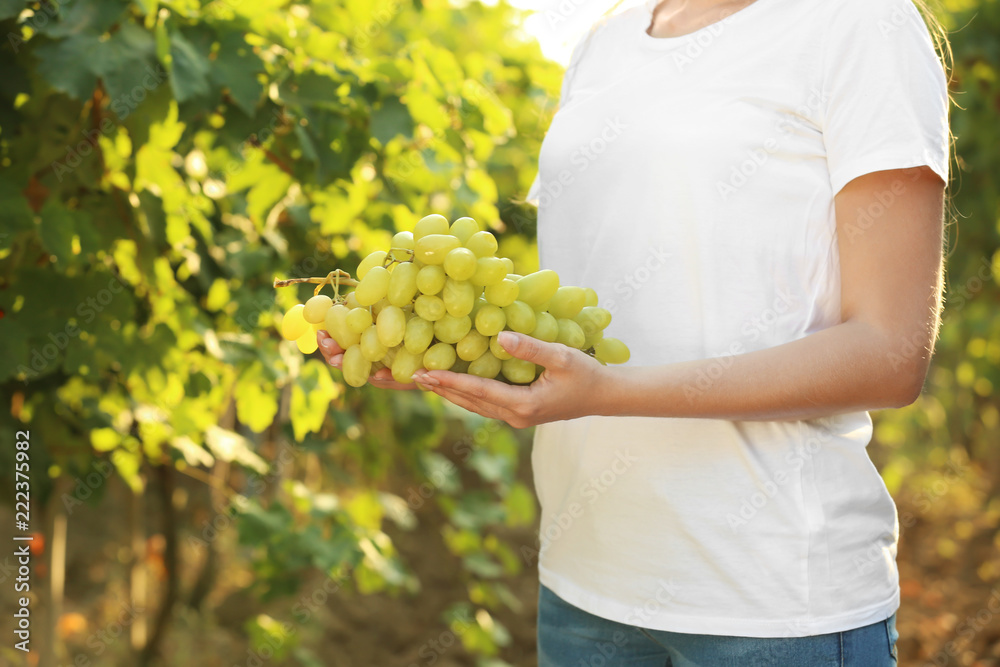 葡萄园里拿着一串新鲜成熟多汁葡萄的女人，特写