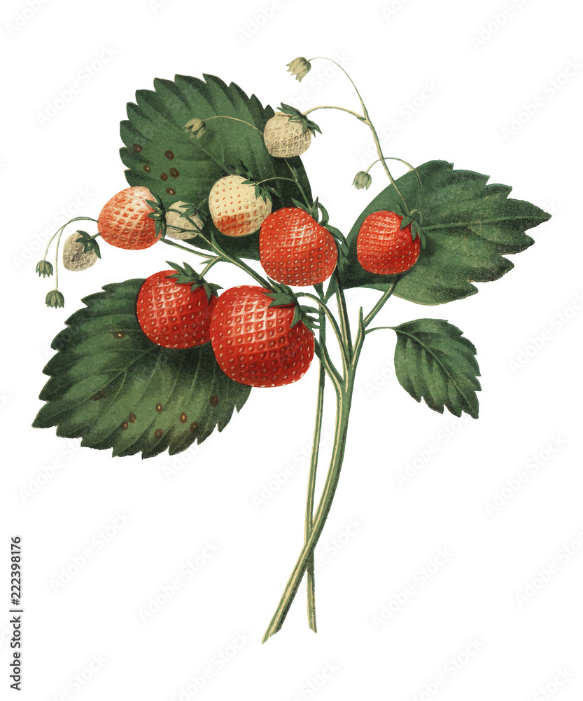 查尔斯·霍维的《波士顿松草莓》（1852年），一幅新鲜草莓的复古插图。Di