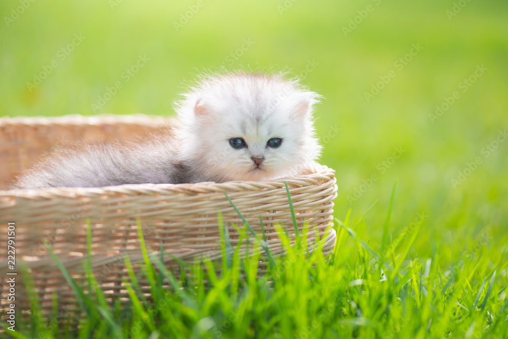 可爱的小猫在绿草上的柳条篮里玩耍，有复制空间