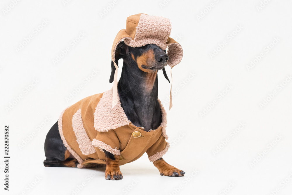 一只可爱的犬种达克斯猎犬的肖像，黑色和褐色，穿着冬衣，戴着毛皮帽子，落在眼睛上，
