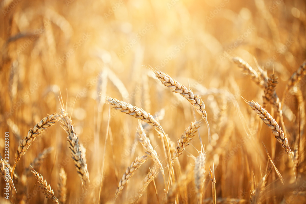 麦田。灿烂的阳光下的乡村风光。成熟的小麦背景。丰收。