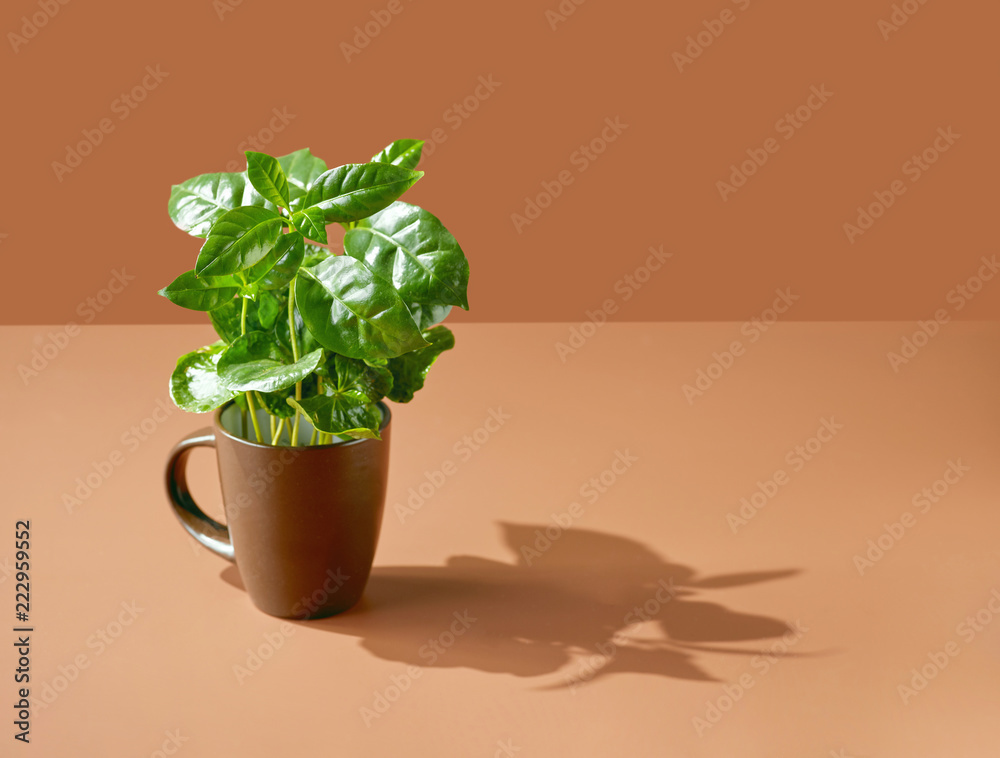 棕色杯子里的咖啡植物