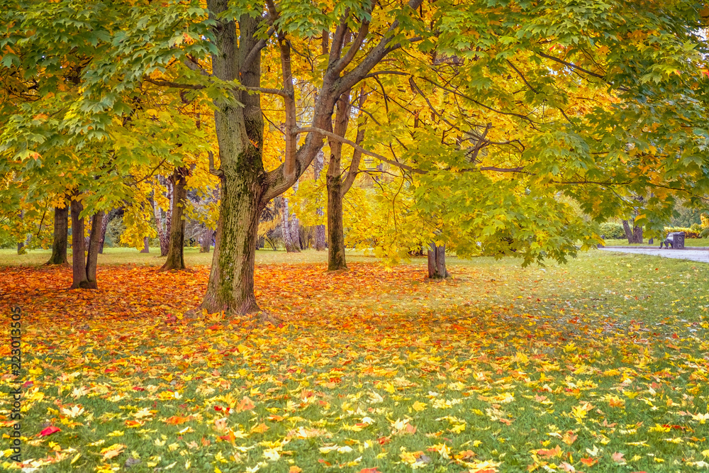 秋天的风景，枫叶带着彩色的叶子，秋天明亮的树叶落在草地上