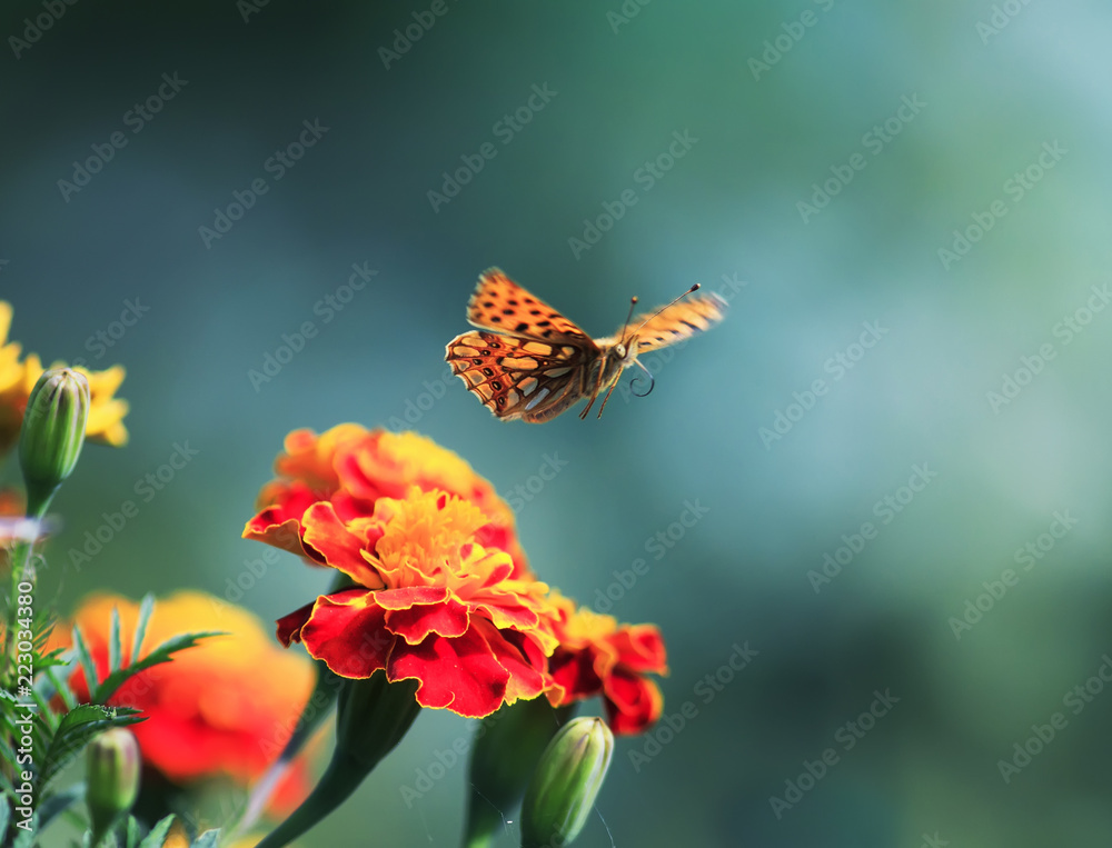 美丽的珠光橙色豹纹蝴蝶在芳香的花朵上在夏季花园中飞舞