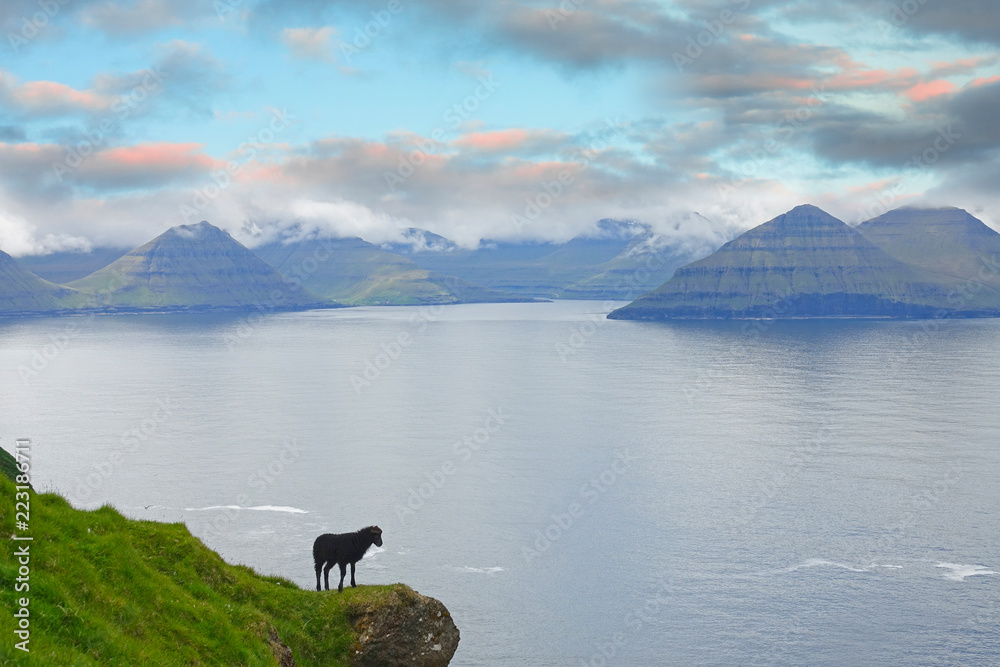 复制空间：可爱的黑色羔羊站在海洋上方的悬崖边上。