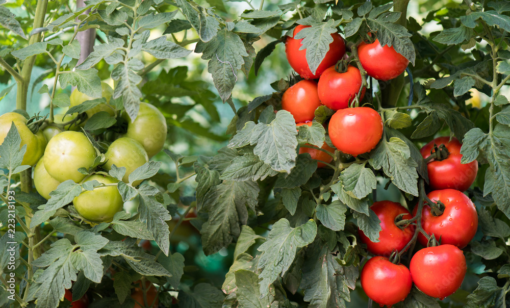 花园里成熟的西红柿