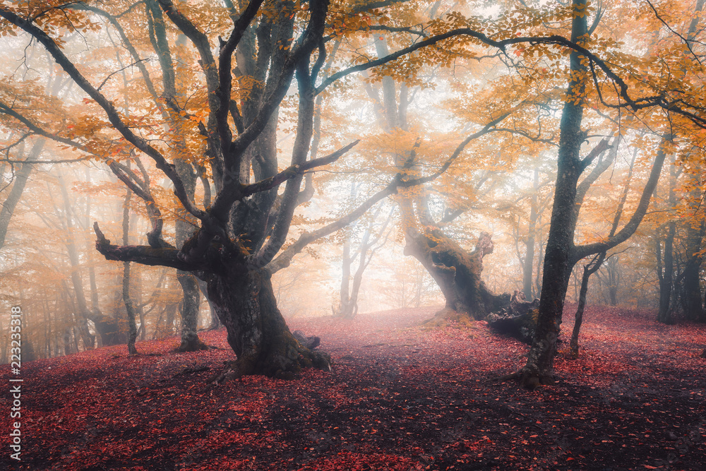 秋天雾中美丽的童话森林。橙色和红色的迷人树木构成的多彩景观