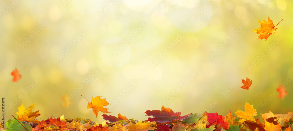 Autumn maple leaves .Beautiful autumn landscape with сolorful foliage. Falling leaves natural backgr
