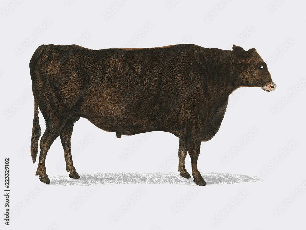 自然动画（1855年），一只公牛的肖像。通过rawpixel进行数字增强。