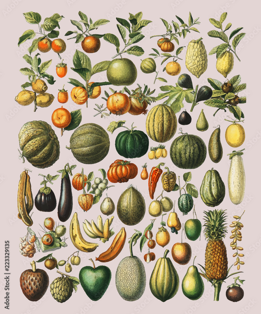 《新拉鲁塞》一书中各种水果和蔬菜的复古插图