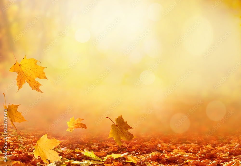 美丽的秋天风景，黄色的树木和阳光。公园里五颜六色的树叶。落叶n