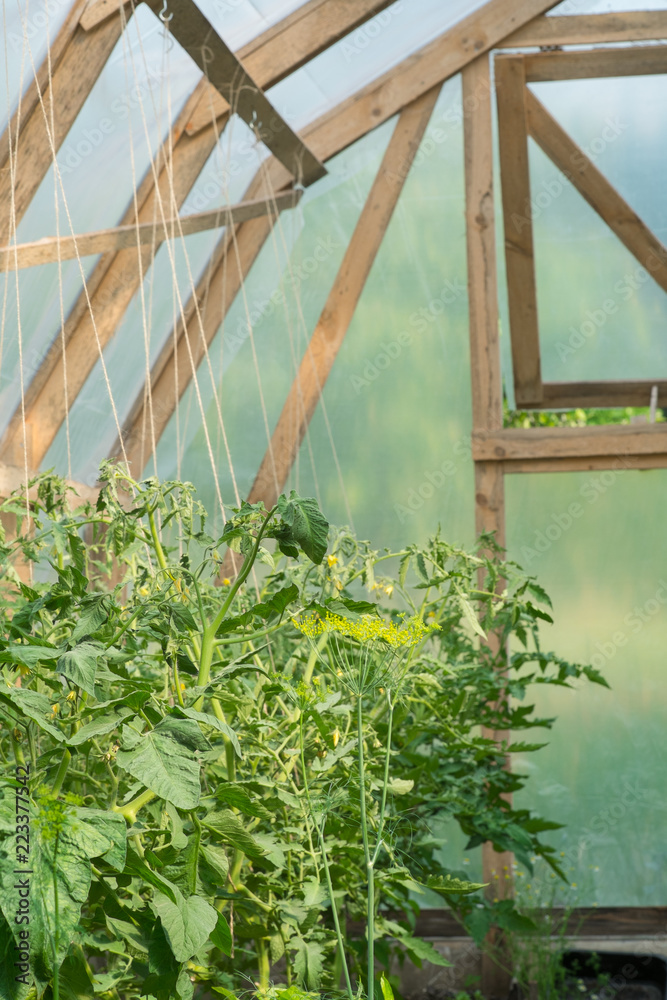 温室里的番茄植物。有机农业。农业概念。