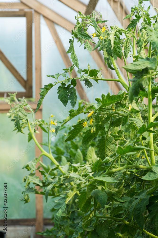温室里的番茄植物。有机农业。农业概念。