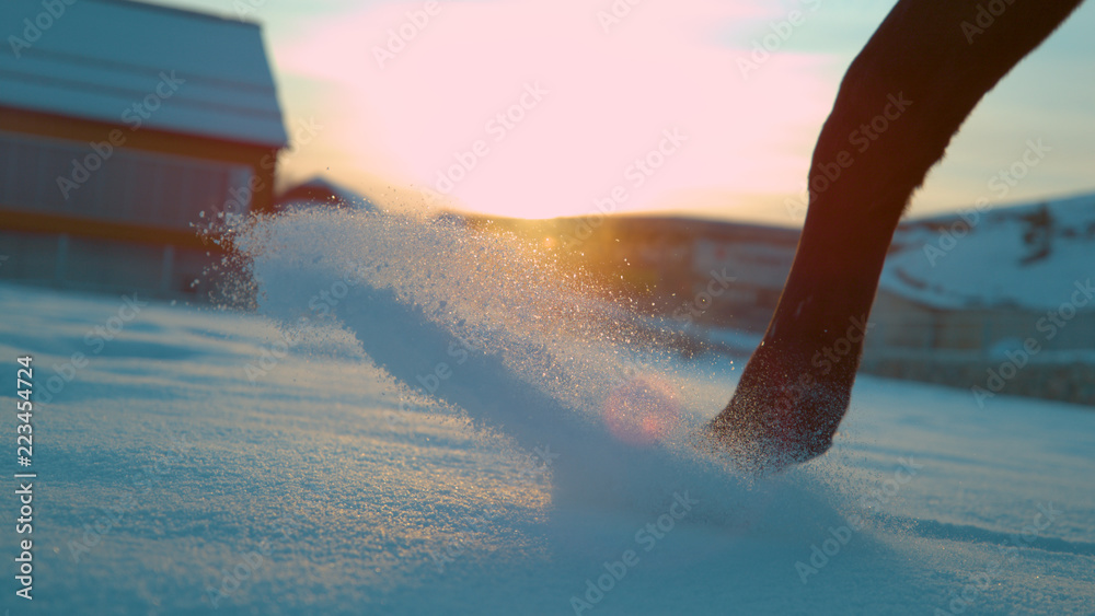 特写：冬天日落时，马穿过新鲜的雪毯
