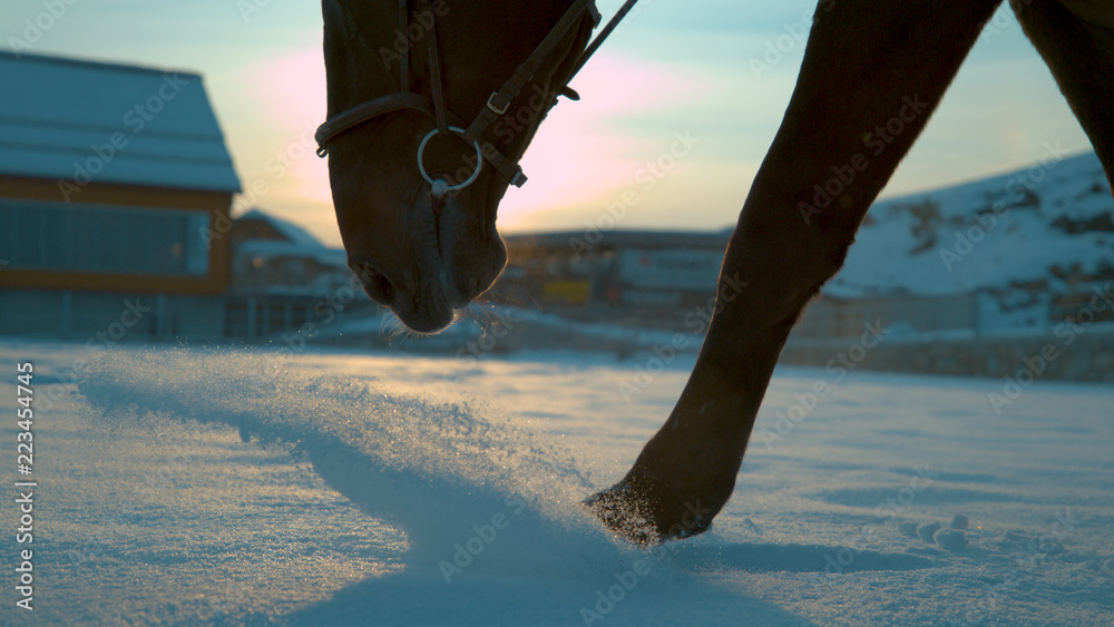关闭马在冬天刚下的雪中行走