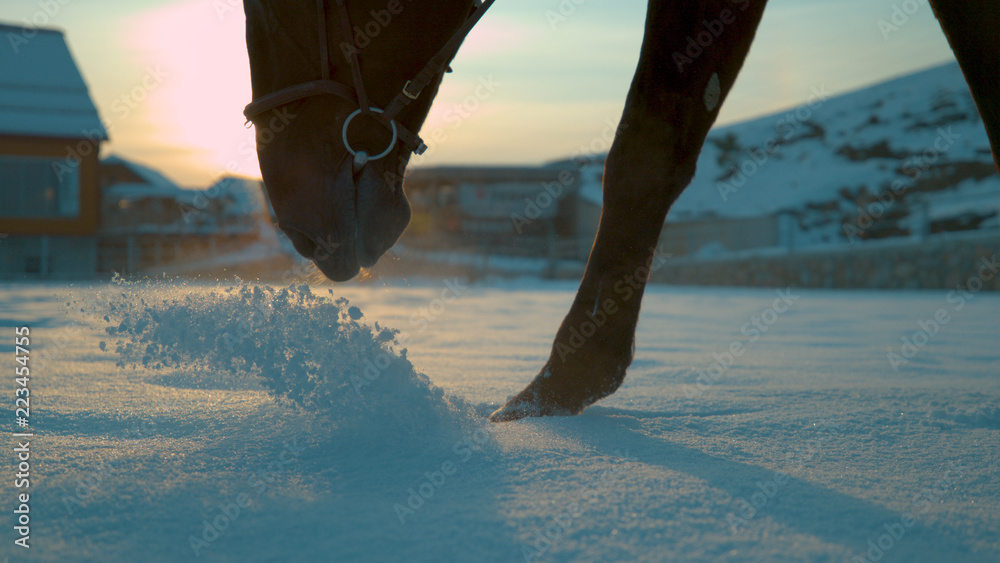 关闭马在冬季新下的雪中行走