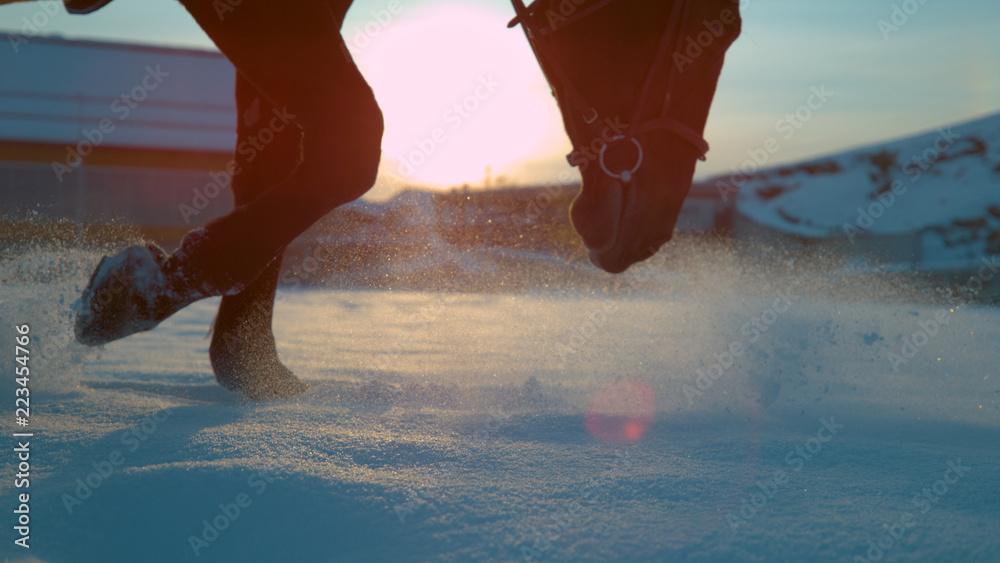 特写：马在新鲜的雪中行走，在阳光下喷洒雪花