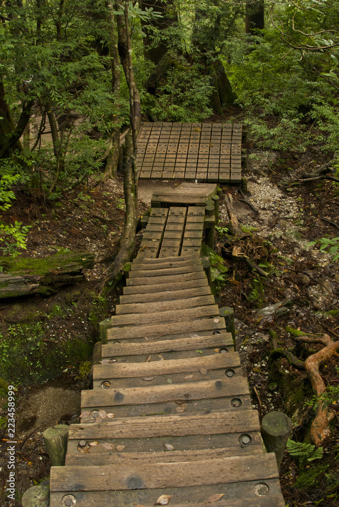 这是屋久岛山步道的木楼梯。屋久岛是日本的世界遗产。