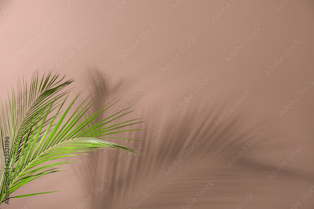 彩色背景上的新鲜热带棕榈叶