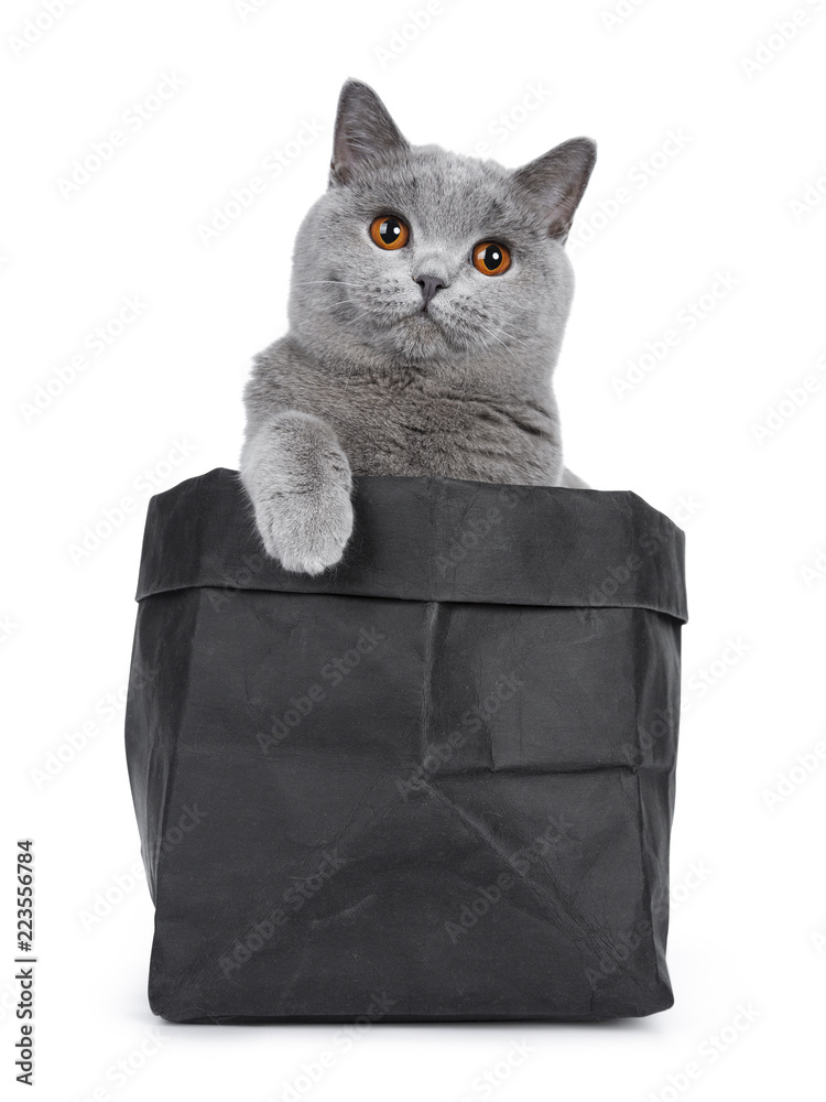 可爱的年轻成年纯蓝英国短毛猫小猫坐在黑色纸袋里，一只爪子放在上面
