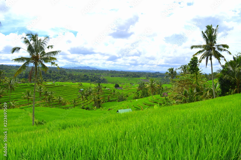 印尼巴利稻田