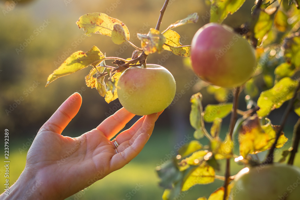 女性手在果园里触摸苹果。收获季节。