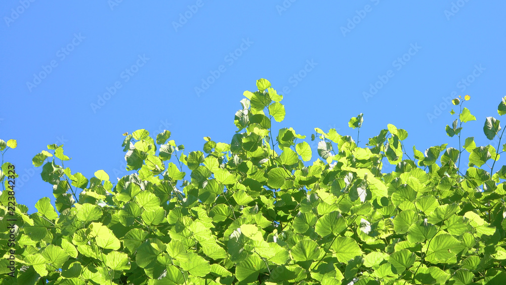 复制空间：充满活力的绿叶和蓝天之间的凉爽对比。