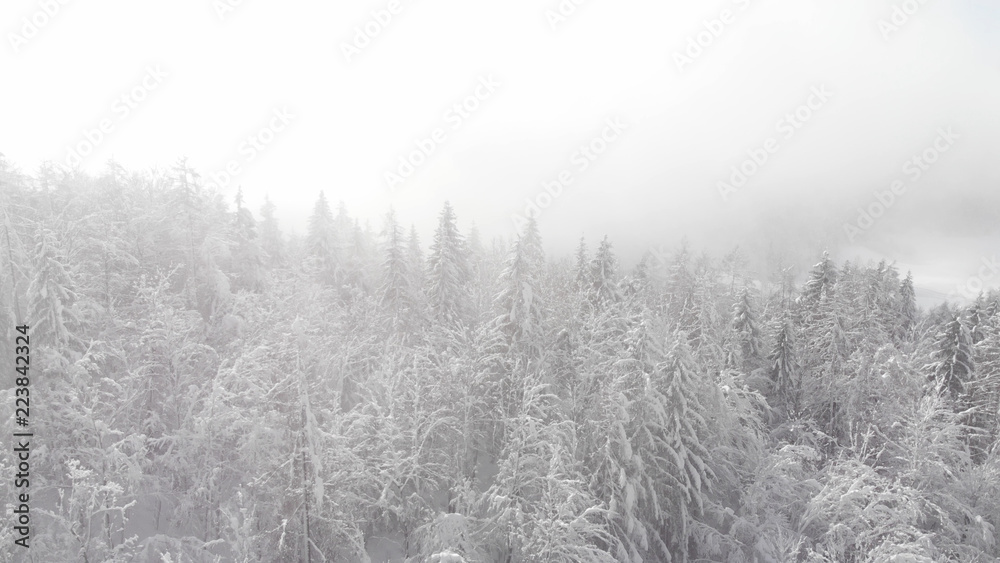 空中飞行：在高耸的被雪覆盖的云杉树冠上飞行。