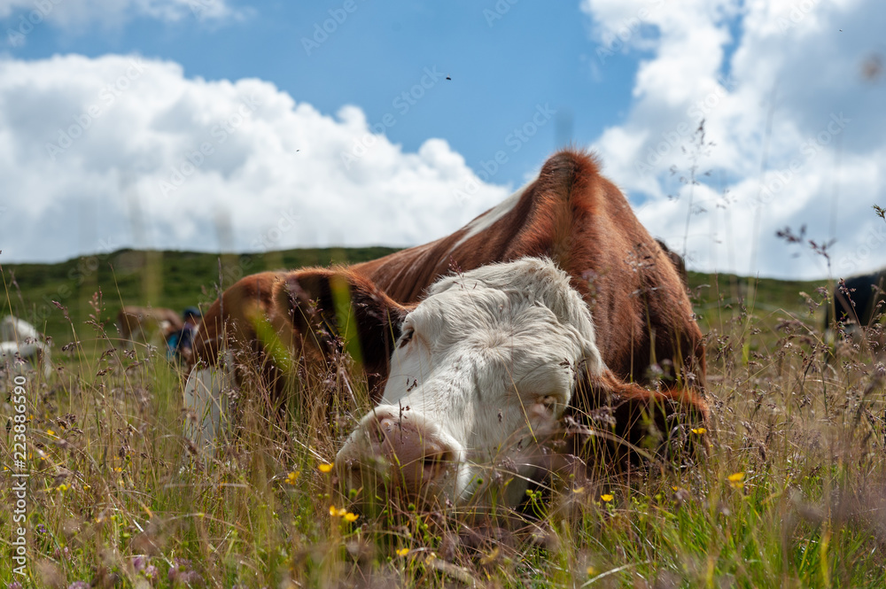一头瑞士红白奶牛，栖息在意大利多洛米蒂山脉的草地上。多洛米提山脉是它的一部分
