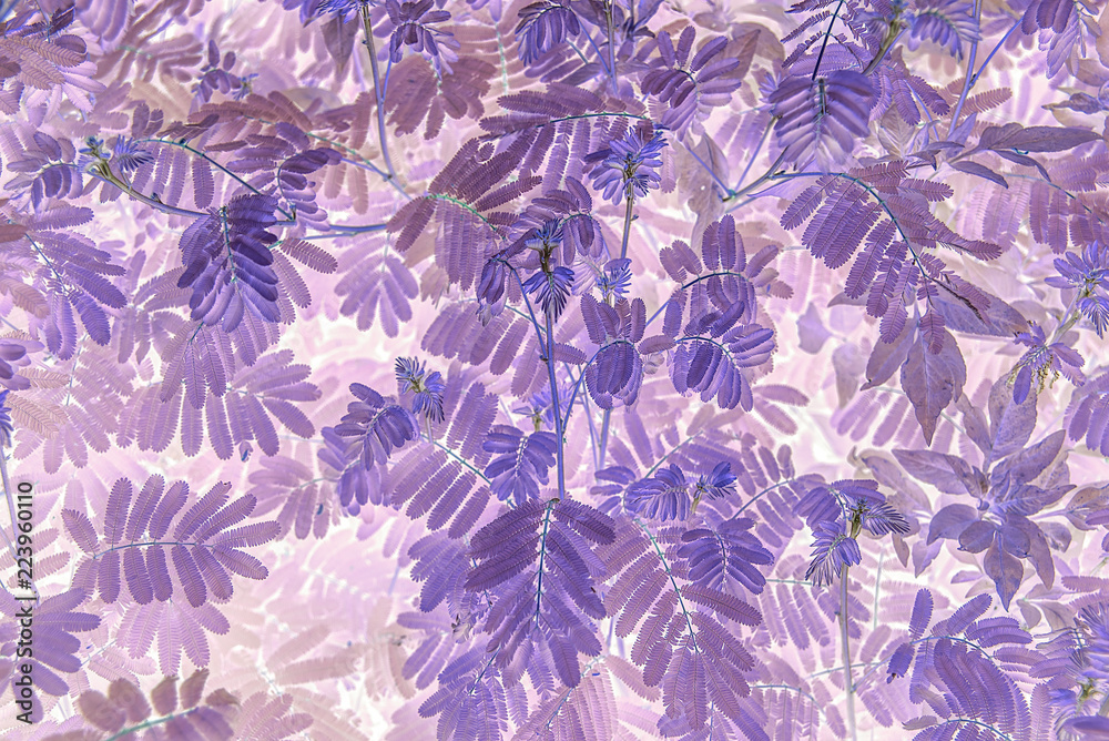 紫叶纹理背景材料