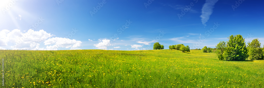 绿色的田野，黄色的蒲公英和蓝色的天空。山上的草和花的全景