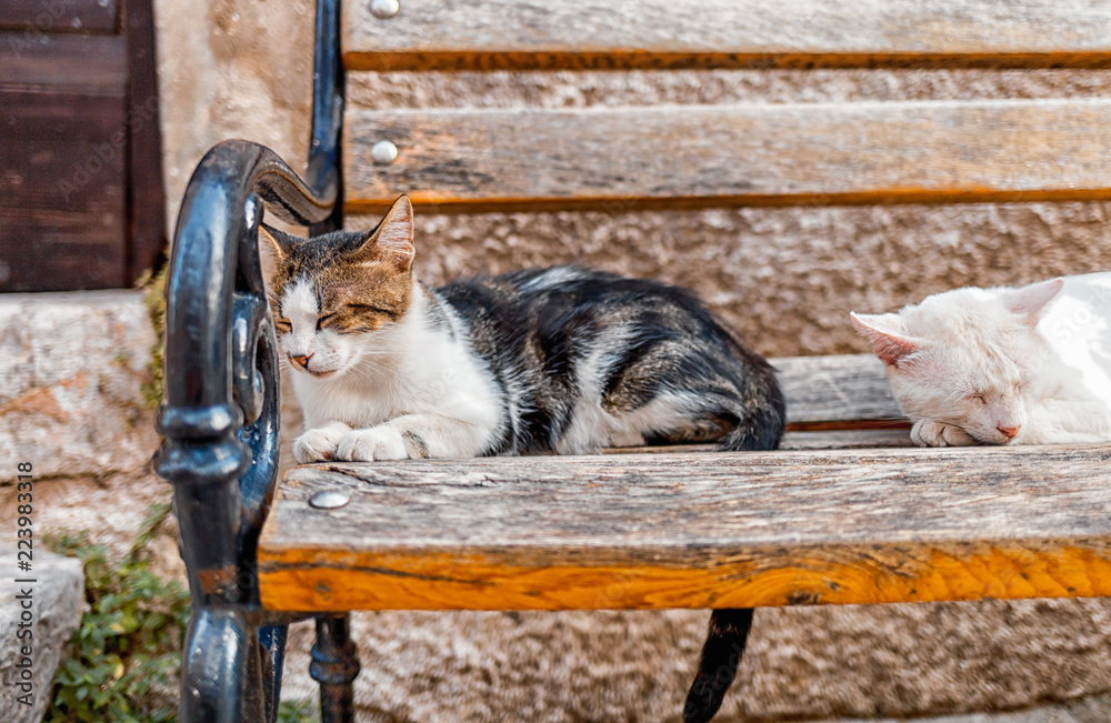 睡在街头传统长椅上的猫