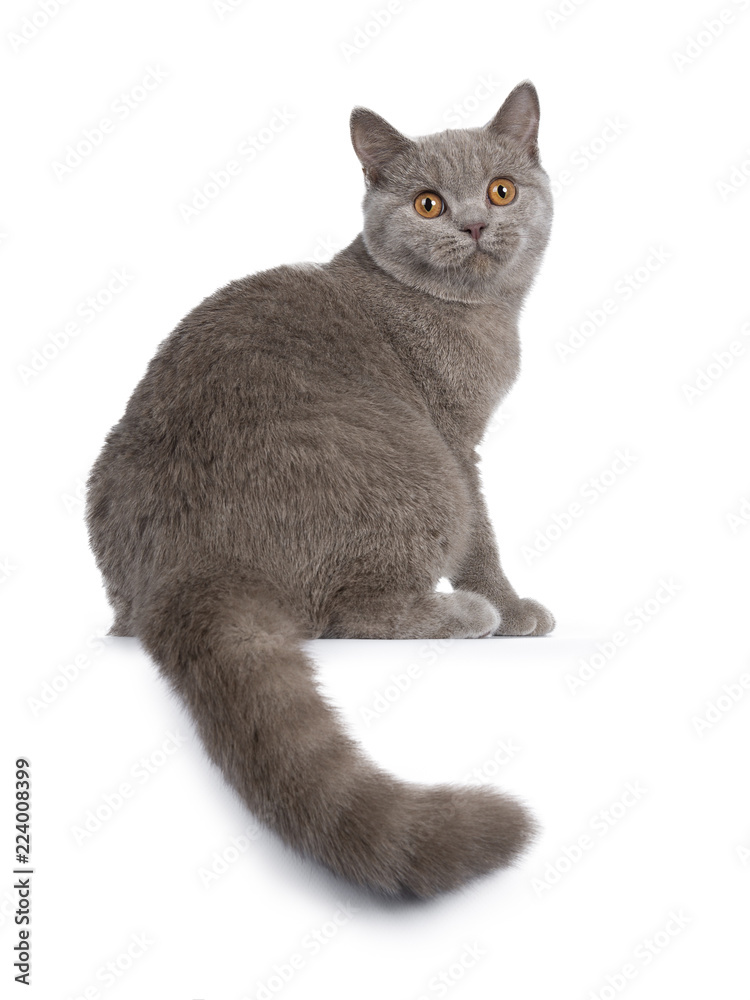 漂亮的年轻固体肉桂英国短毛猫坐在一边，尾巴垂在边上