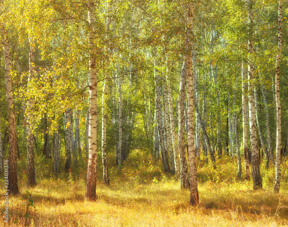 白桦林的晴朗天气。柔和的焦点效果，集中在树木附近。