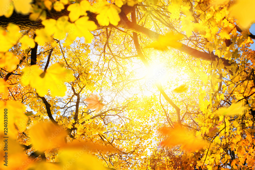 Sonnenschein im goldenen Herbst