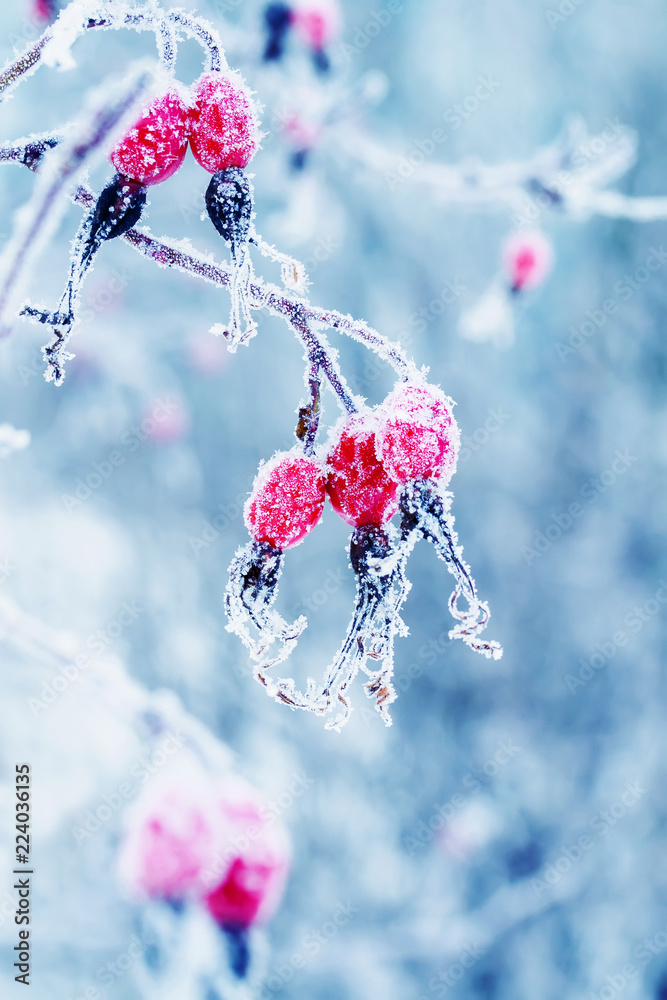 美丽多汁的红色玫瑰果挂在覆盖着白色蓬松雪花的冬季花园里
