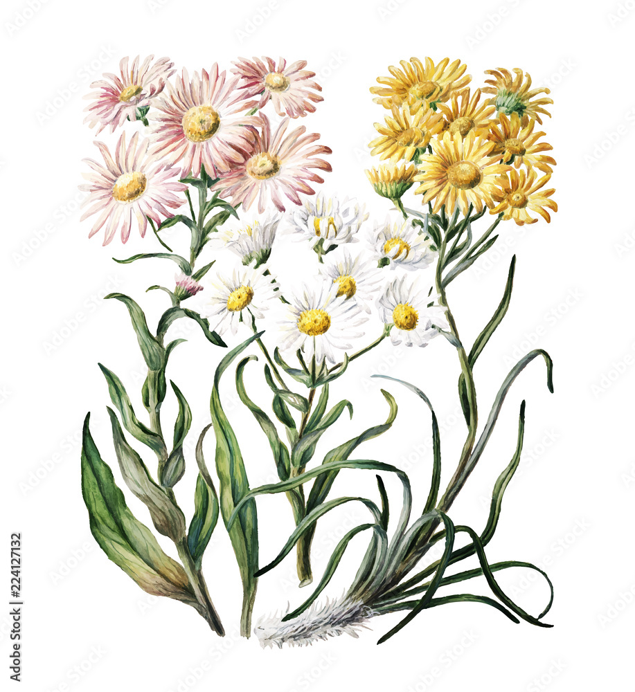 Sarah Feathon（1848年至1927年）绘制的新西兰雪地上的古董植物。由数字增强