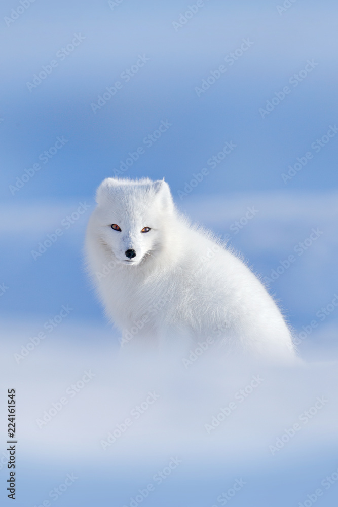 挪威斯瓦尔巴岛冬季景观中的极地狐狸。雪中美丽的白色动物。野生动物