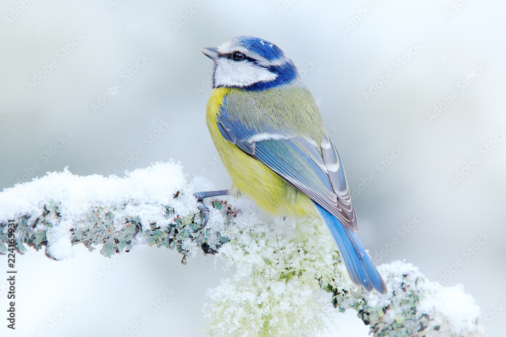 森林中的鸟蓝山雀，雪花和漂亮的地衣树枝。来自大自然的野生动物场景。细节波特